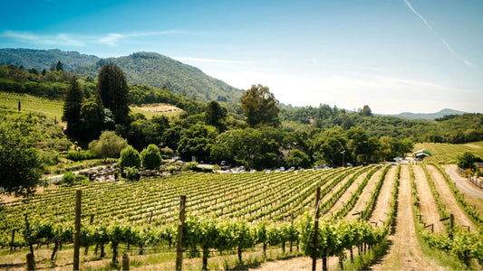The Best Wineries to Visit Near the Great Ocean Road