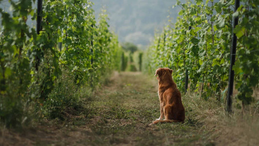 Best Dog Friendly Wineries Hunter Valley