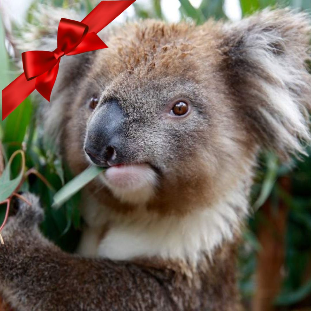 Gift Voucher - Healesville Wildlife Sanctuary Tour