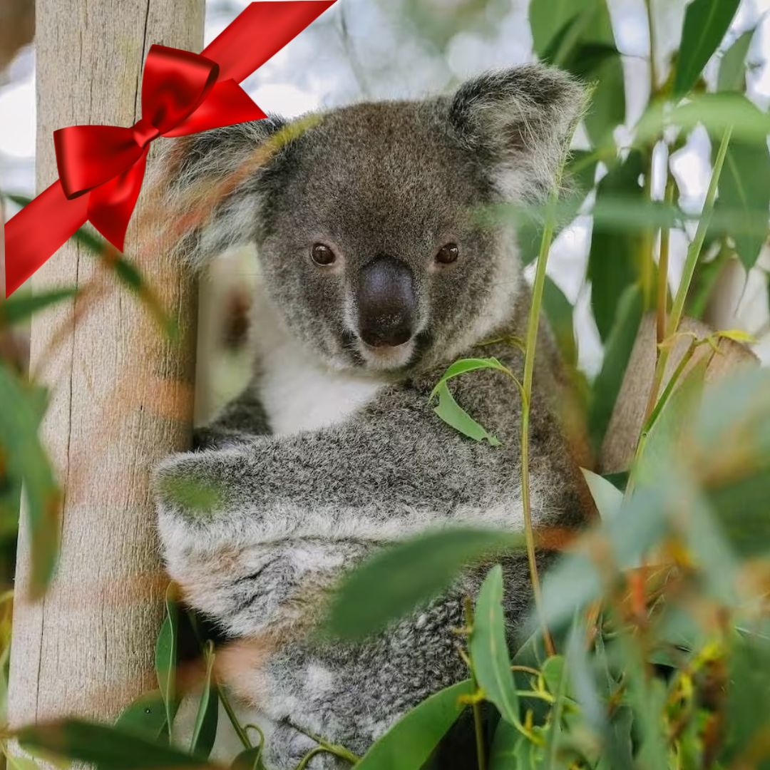 Gift Voucher - Sydney Wildlife Tour