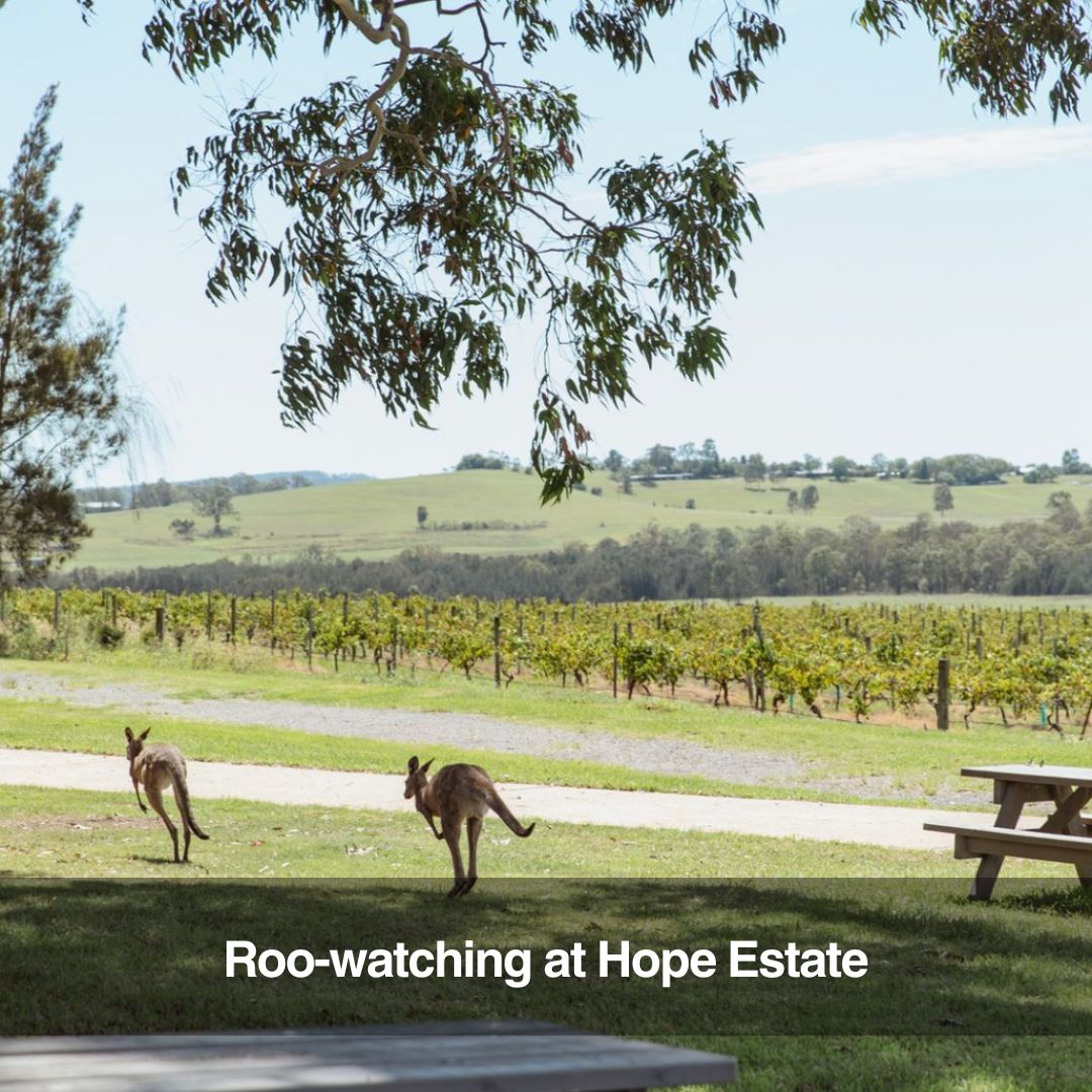 Sydney Helicopter Pub Crawl by Rotor One