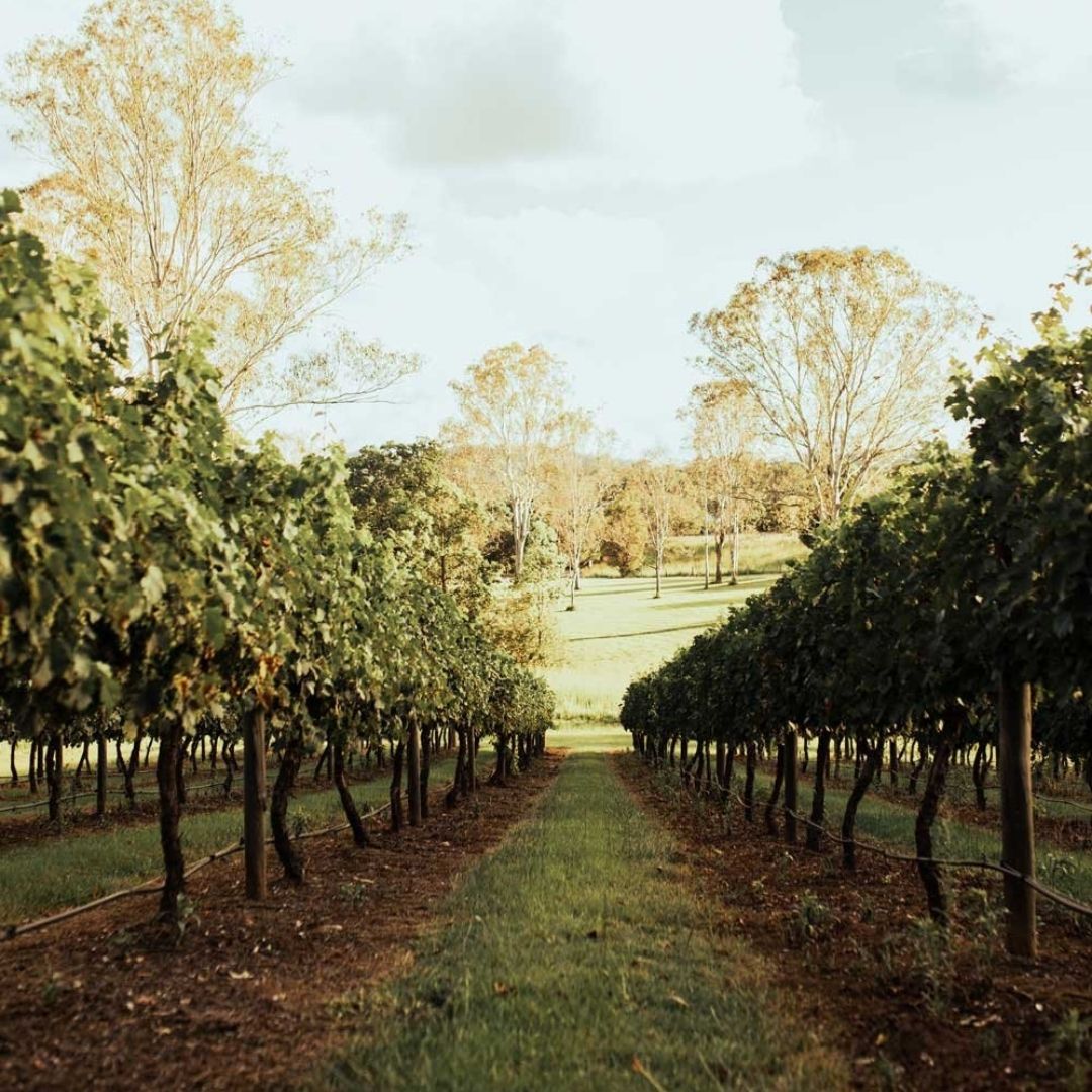 Noosa to Dingo Creek Vineyard Escape