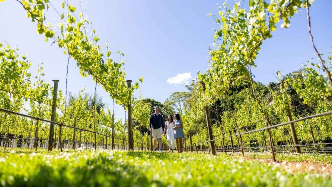 Best Helicopter Wine Tours in Brisbane