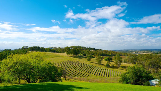 best hunter valley wine tours from Sydney