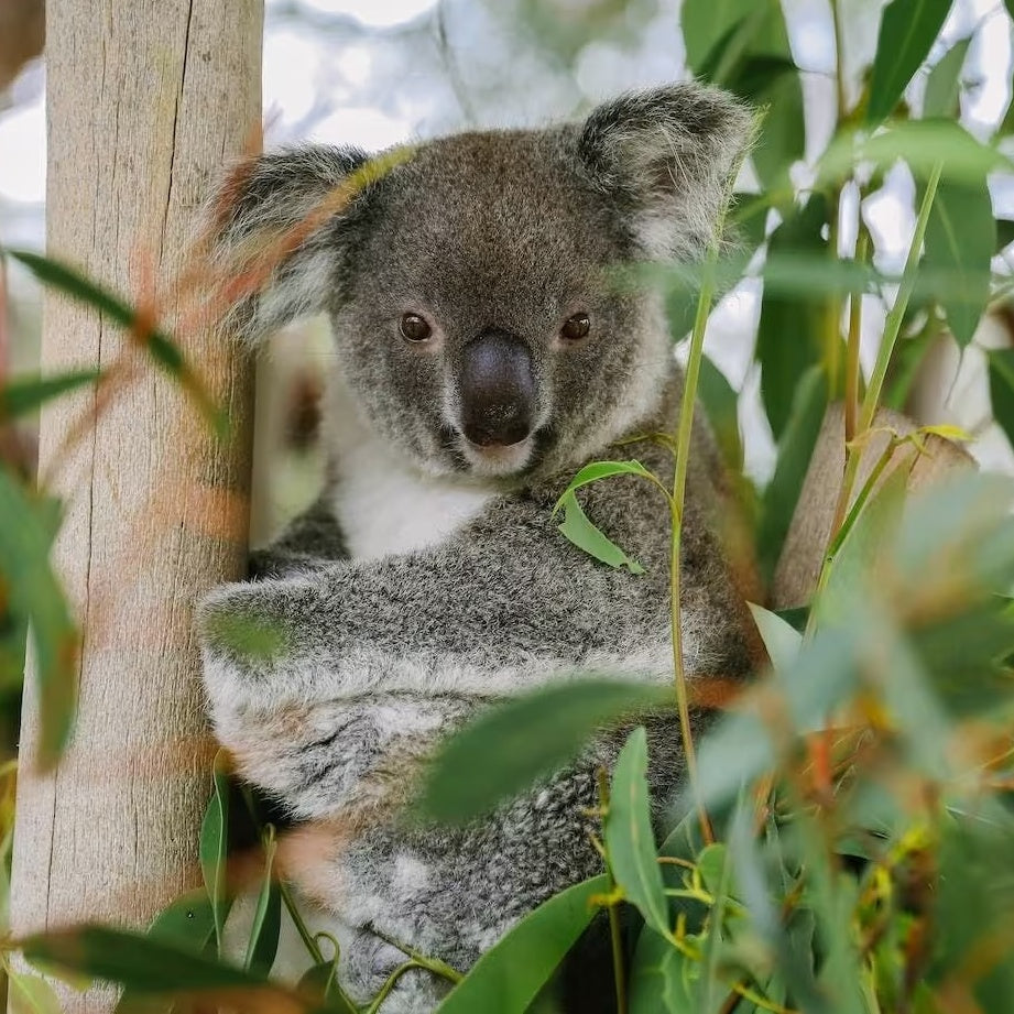 Sydney Wildlife Experience by Helicopter