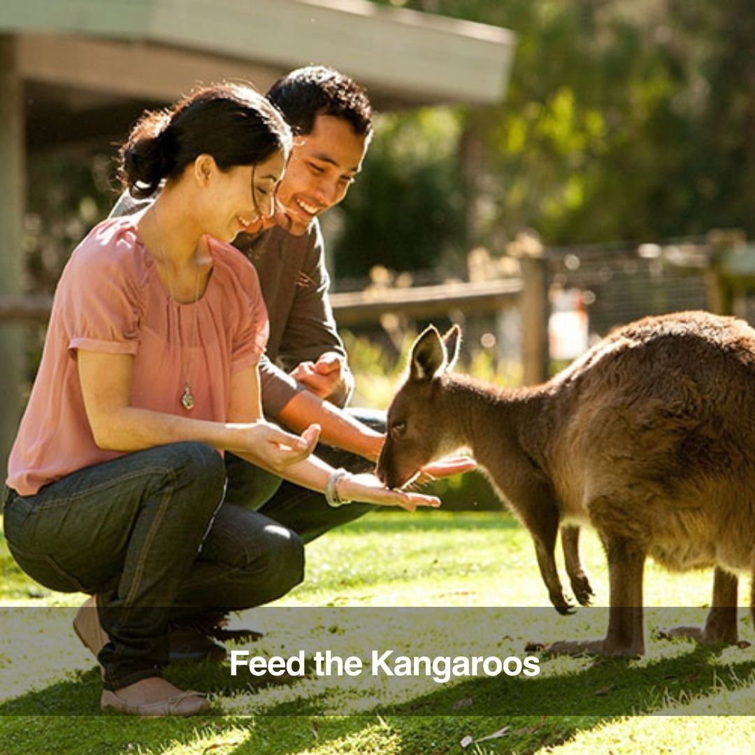 Healesville Wildlife Sanctuary Tour