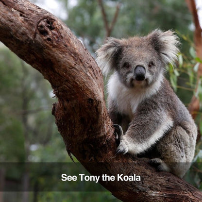 Healesville Wildlife Sanctuary Tour