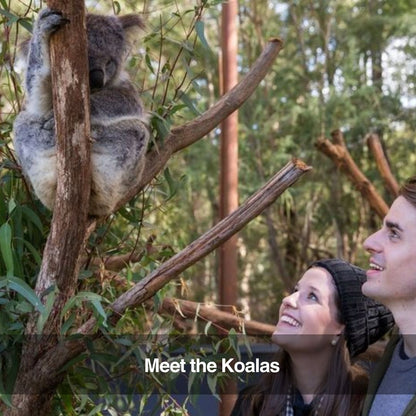 Healesville Wildlife Sanctuary Tour