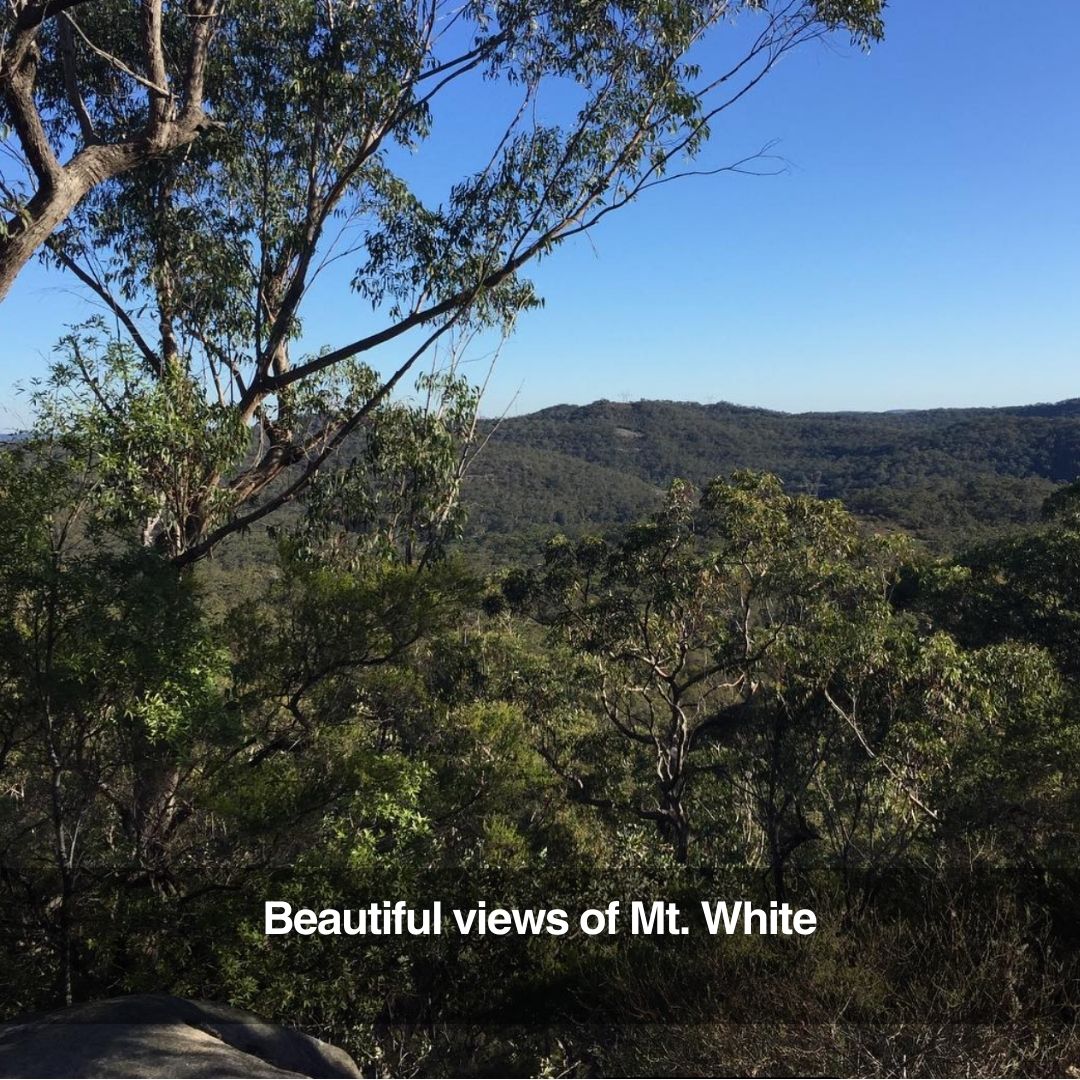 Sydney Wildlife Experience by Helicopter